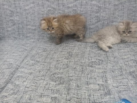British longhair yavrumuz yeni ailesini bekliyor
