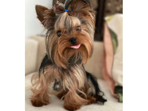 Teacup çanta köpeği
