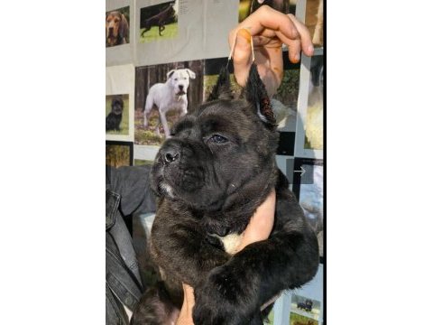 A kalitede estetikli cane corso yavruları mevcut