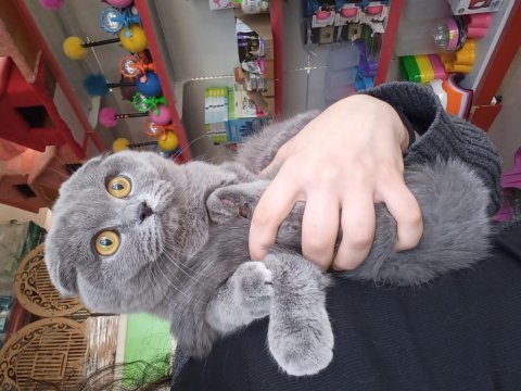 Scottish fold dişi