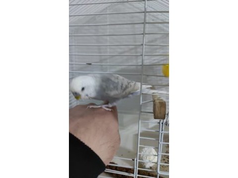 Ele alışkın eğitimli 1 yaşında muhabbet