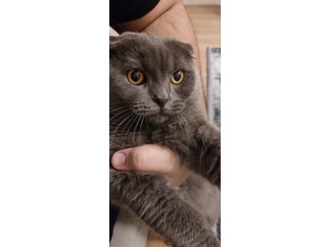 1 yaşında erkek çiftleştirme ilanı scottish fold
