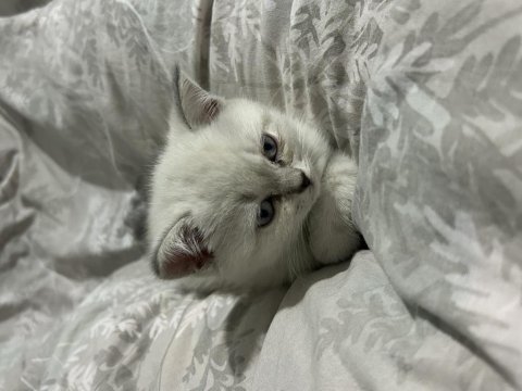 Antalya acil yavru british shorthair erkek