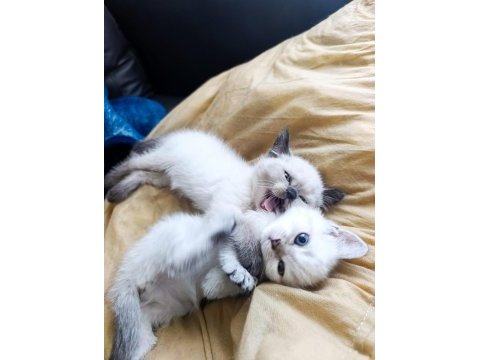 British shorthair kediler