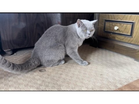 Erkek akıllı eğitimli british shorthair