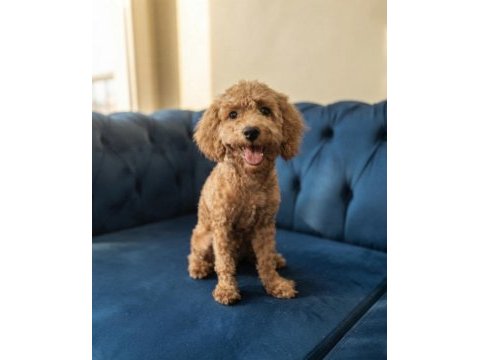 Safkan toy poodle dişi