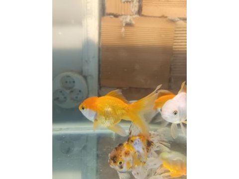 Oranda aslan bas japon balığı