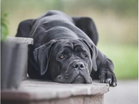 9 aylık cane corso