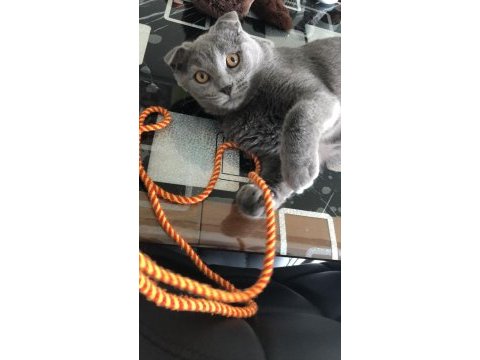 İki tane karnesi scottish fold var çok uysal