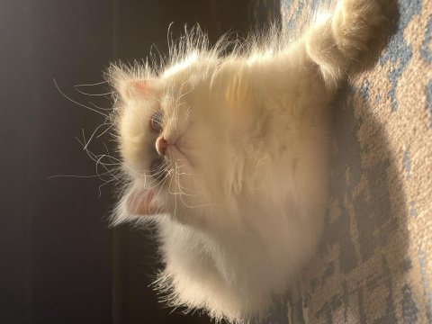 Safkan british longhair erkek 3 aylık