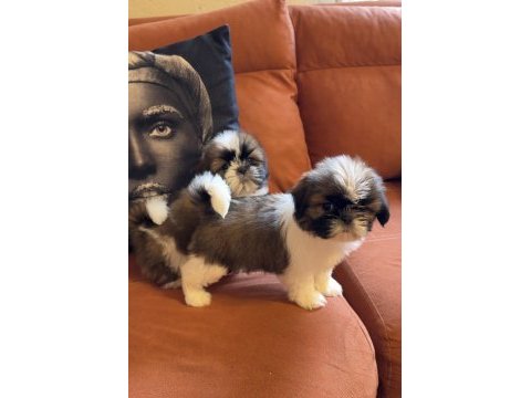 Safkan pug yavruları gaziantep