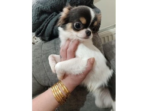 Erkek yavru chihuahua