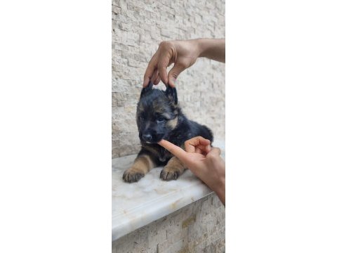 A kalite alman kurdu yavrular