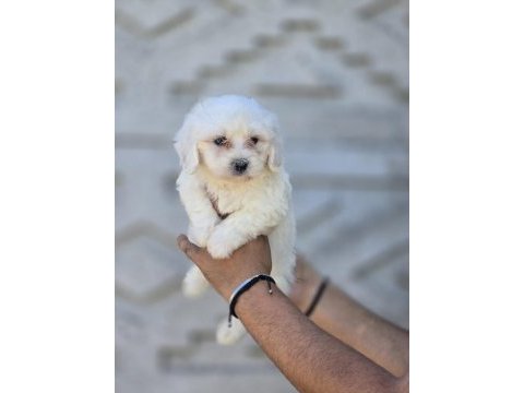 Nadir güzellikte maltese terrier yavrular