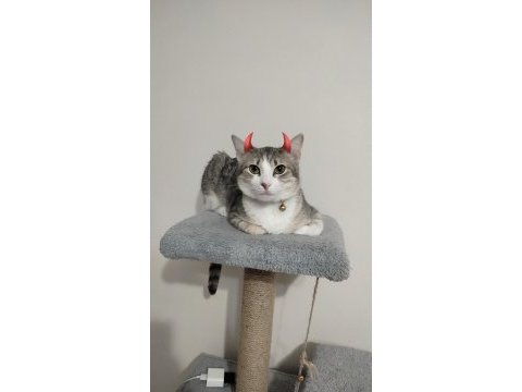Gri tekir kedi