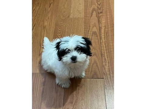 Yavru morkie