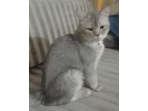 5 buçuk aylık erkek british shorthair silver safkan