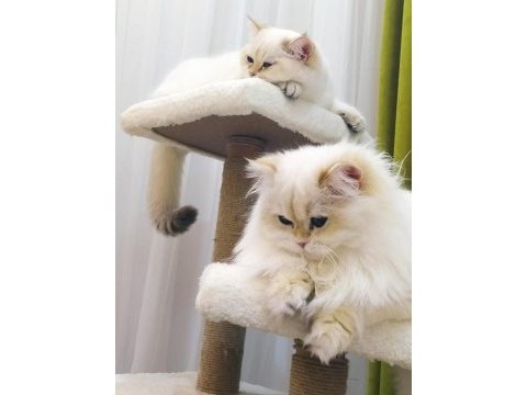 British shorthair golden dişi