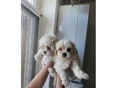 Maltese bebiş köpekler