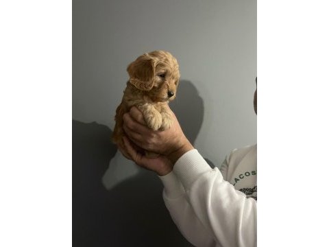 2 red 1 apricot son 3 yavru poodle