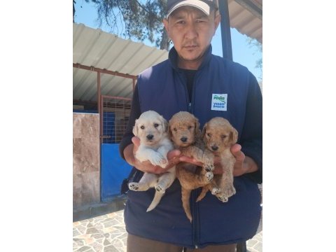 Standart poodle efsane bebekler