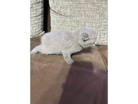2 aylık yavru scottish fold tuvalet eğitimli