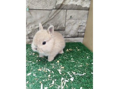 Orjinal cüce tavşan yavruları istanbul / adrese teslim