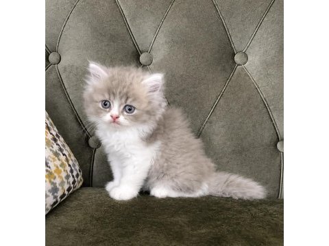 Bi color british longhair dişi ve erkek bebekler