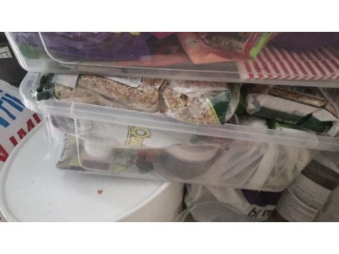 6 adet karışık cinsiyet muhabbet kuşu