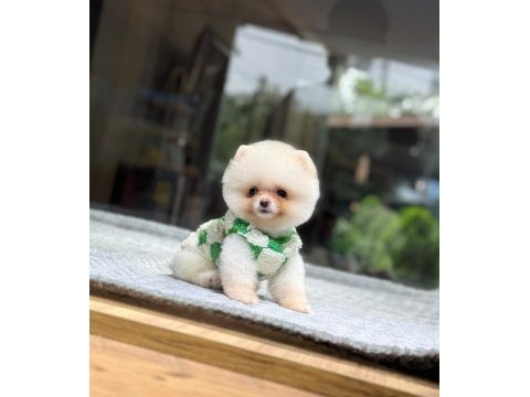 Sağlık ve ırk garantili pomeranian