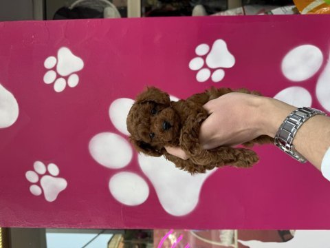 Oyuncak değil gerçek poodle bebekler
