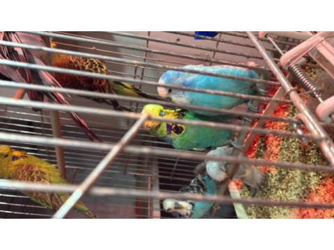 Sağlıklı genç çiftler rainbow japones jumbo muhabbet kuşlar