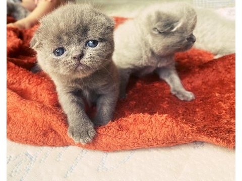 Scottish fold kırık kulaktır dişi ve erkek