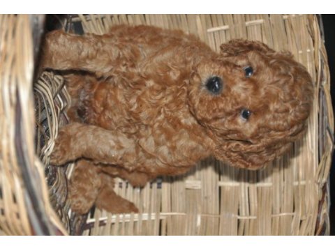 Toy poodle bebekler