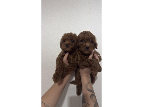 2 adet erkek toy poodle 55 günlük