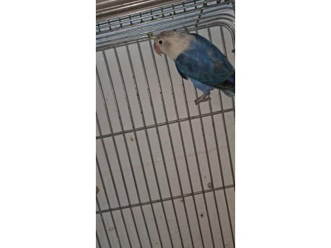 Bebek cennet papağanları ısırma sıfır