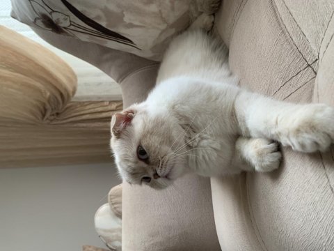 Acil scottish fold sahiplendirme