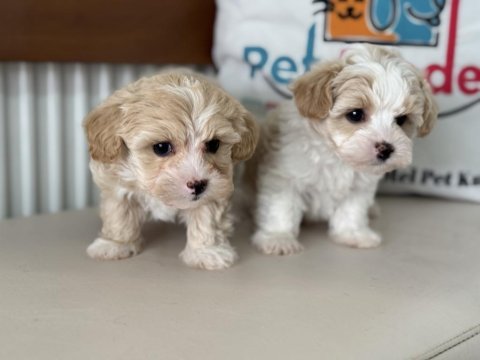 Ruhsatlı çiftlikde ziyarete açık kore maltipoo yavrular