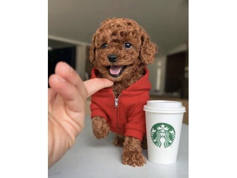 Micro teddy bear toy poodle