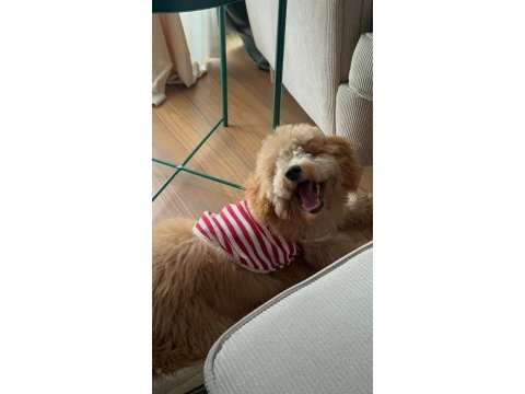 6 aylık poodle yavrum