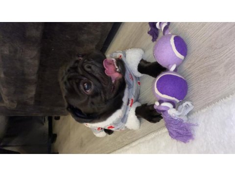 Yetişkin siyah pug
