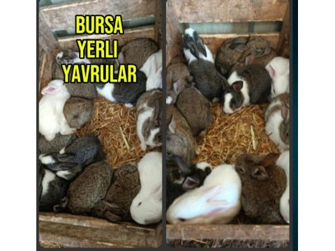 Bursa yerli yavru tavşanlar