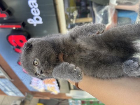 Scottish fold top kafa gri erkek