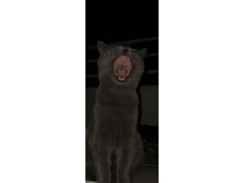 British shorthair kedimiz paşa atlas
