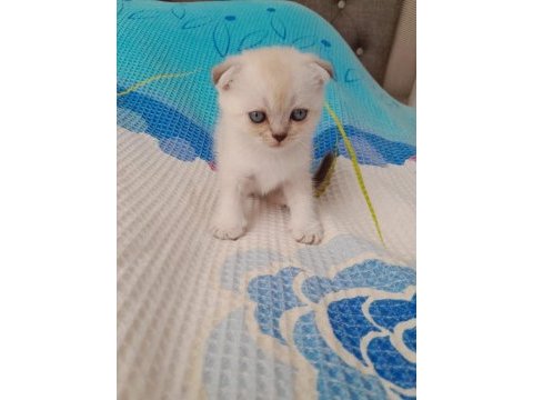 50 günlük scottish fold yavruları