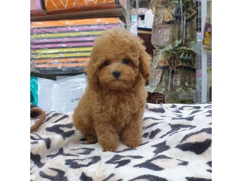 Irk garantili toy poodle yavruları