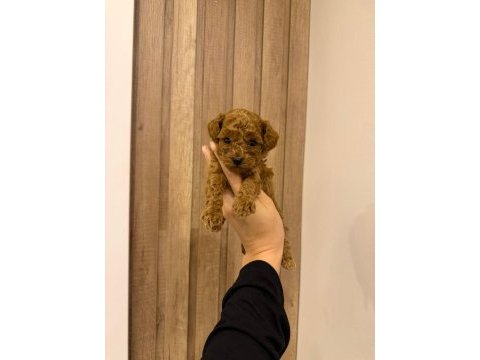 Sevimli bebek köpekler yeni sahiplerini bekliyor