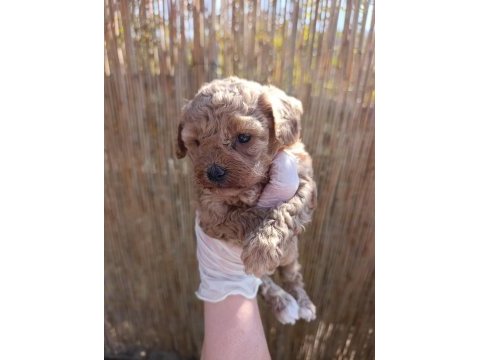 Toy poodle bebeklerimiz rezervasyona açıktır