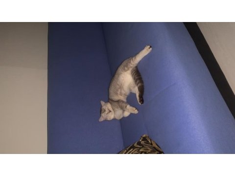 Uygun puanla sahiplendirilecek british shorthair oğlum