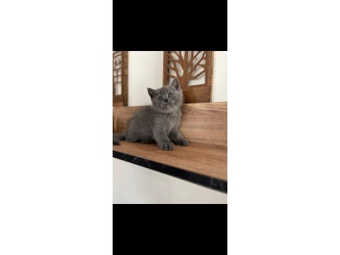 Orjinal ırkta nadir bulunan bir cins british shorthair